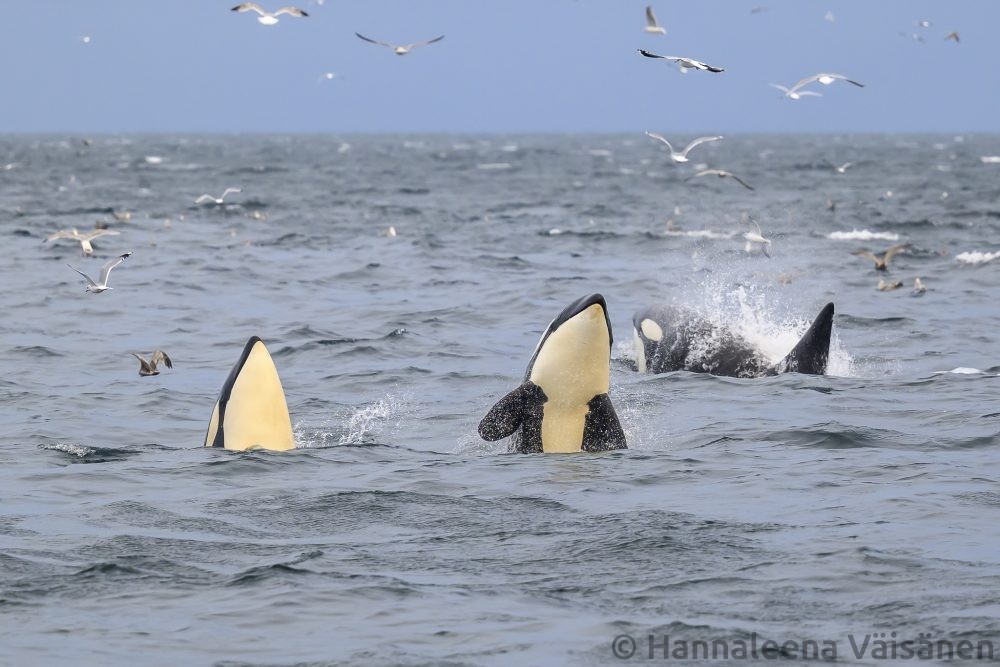 Two orcas/killer whales spyhopping and another one breaching the surface behind them. Lots of sea gulls in the air around them.