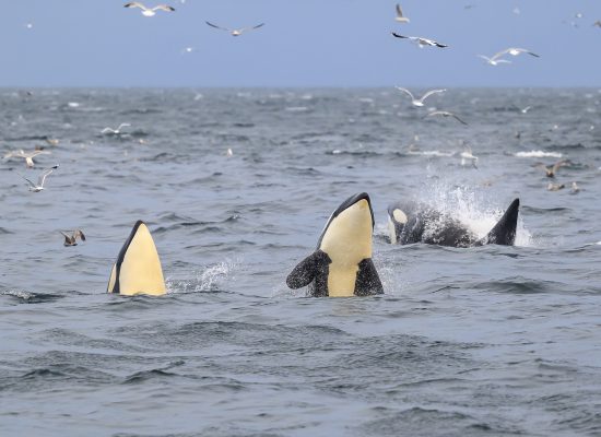 Two orcas/killer whales spyhopping and another one breaching the surface behind them. Lots of sea gulls in the air around them.