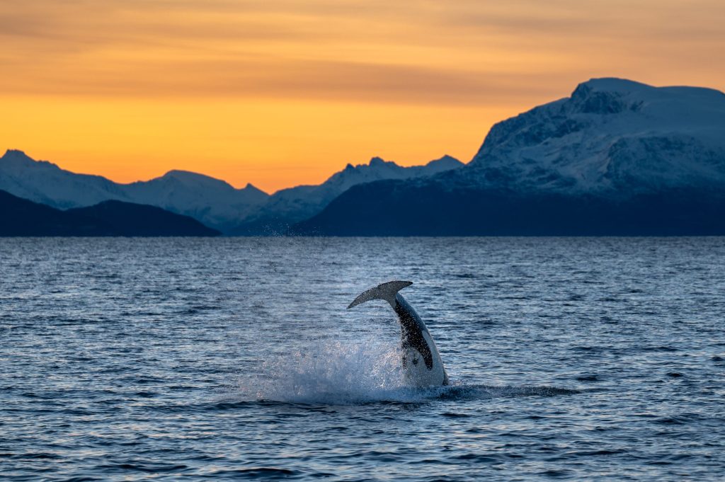A humpback fluke seen from behind in Reisafjord, outside Skjervøy White tailed eagle flying by. A female orca/killer whale with a young calf breaching behind it. A male orca/killer whale with destincive dorsal fin A humpback breaching in the Kvænangen fjord with a fishing boat in the background A male orca/killer whale on the surface and a white tailed eagle flying very close to the blow Two orcas/killer whales spyhopping and another one breaching the surface behind them. Lots of sea gulls in the air around them. Two humpbacks swimming alongside our boat and about to dive into the Reisafjord area A young orca/killer whale with its fluke in the air as it dives into the water after a jump. Beautiful mountains and coloured sky as a backdrop.
