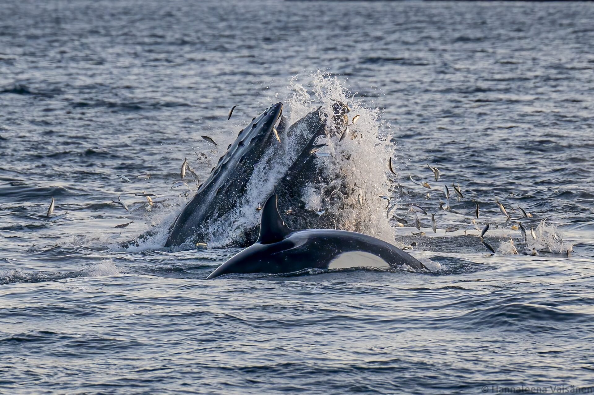 A feeding with a humpback whale lunge feeding, herring flying everywhere and an orca/killer whale in front.