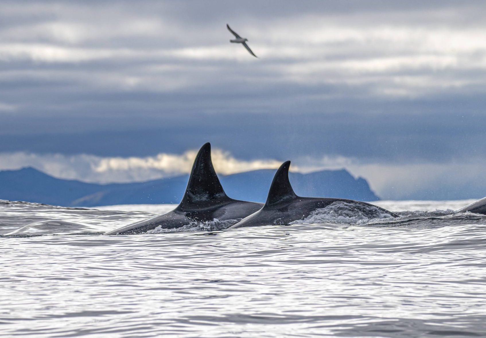 Vilkår og betingelser