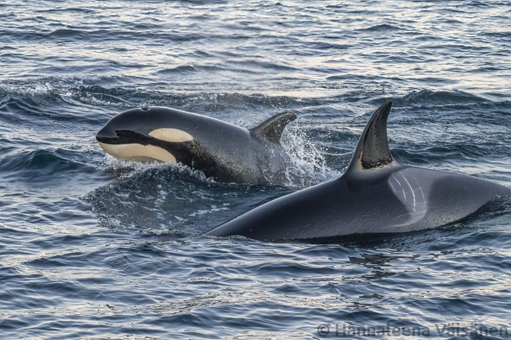 A humpback fluke seen from behind in Reisafjord, outside Skjervøy White tailed eagle flying by. A female orca/killer whale with a young calf breaching behind it.