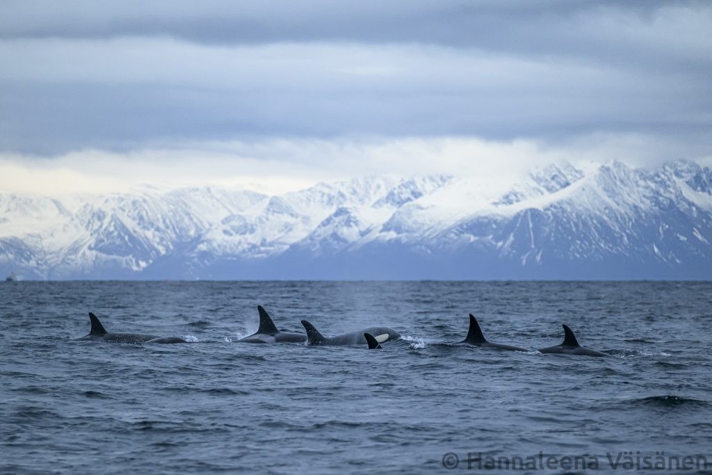 A large pod of orcas/killer whales swimming alongside our boat.