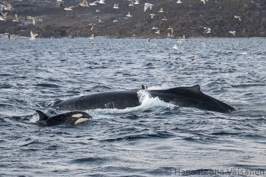 Another feeding with humpback whales and orcas/killer whales.
