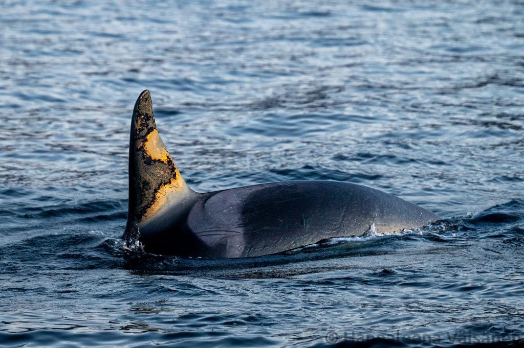 A humpback fluke seen from behind in Reisafjord, outside Skjervøy White tailed eagle flying by. A female orca/killer whale with a young calf breaching behind it. A male orca/killer whale with destincive dorsal fin