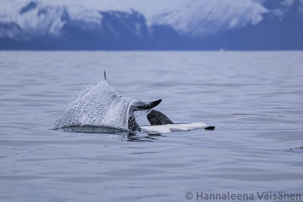 Personvernerklæring