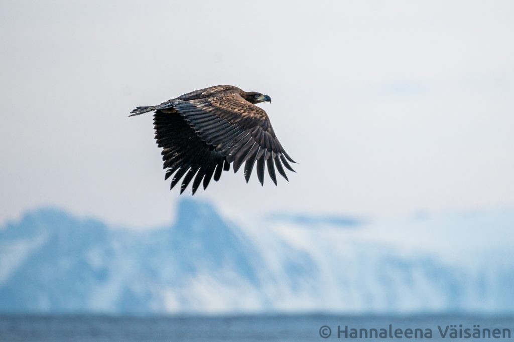 A humpback fluke seen from behind in Reisafjord, outside Skjervøy White tailed eagle flying by.