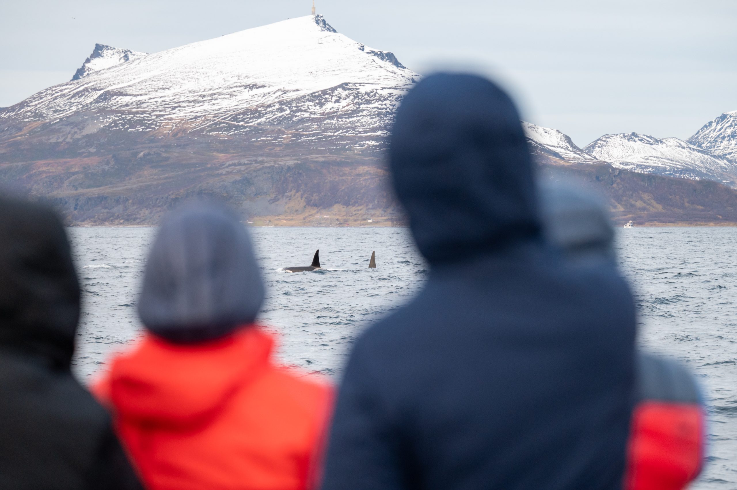 How to dress for a winter whale safari in Tromsø