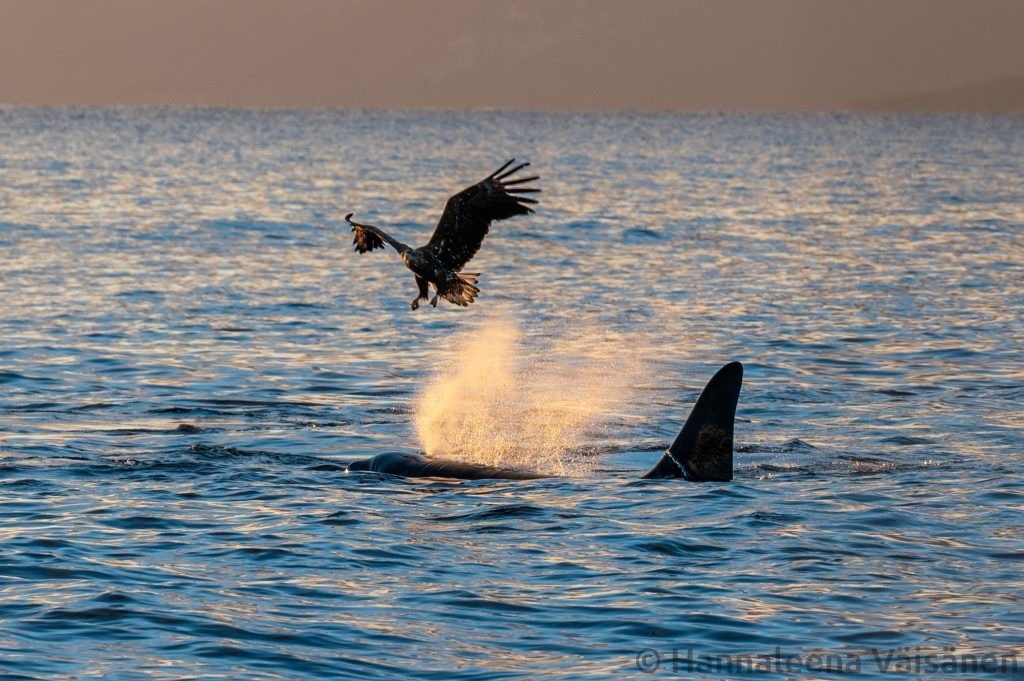 A humpback fluke seen from behind in Reisafjord, outside Skjervøy White tailed eagle flying by. A female orca/killer whale with a young calf breaching behind it. A male orca/killer whale with destincive dorsal fin A humpback breaching in the Kvænangen fjord with a fishing boat in the background A male orca/killer whale on the surface and a white tailed eagle flying very close to the blow