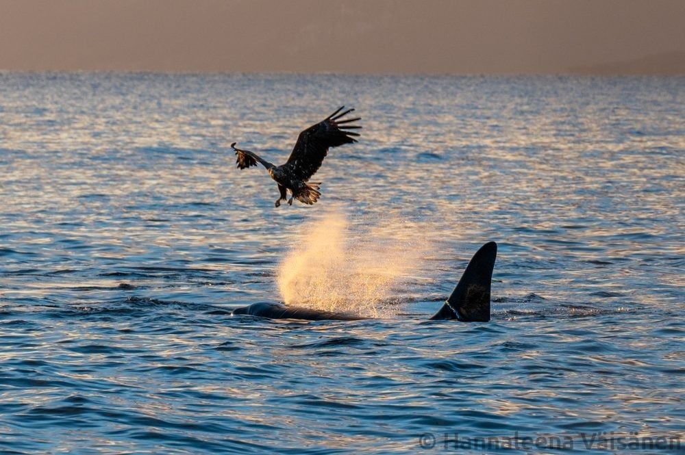 A male orca/killer whale on the surface and a white tailed eagle flying very close to the blow