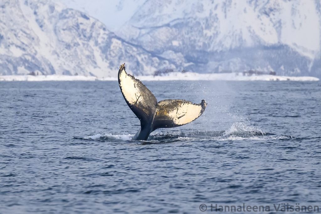 A humpback fluke seen from behind in Reisafjord, outside Skjervøy