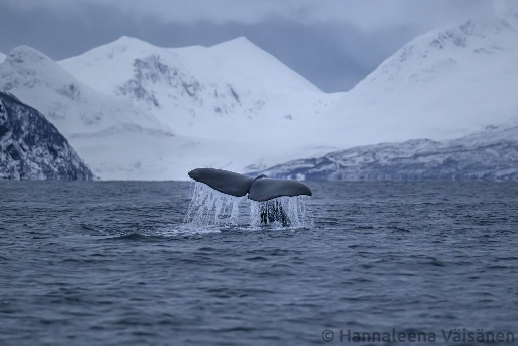 A spermwhale fluke seen from behind, water running off the fluke. Skjervøy in the background