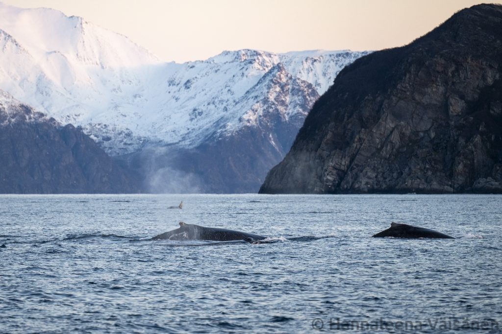 Two humpbacks south in Reisafjord