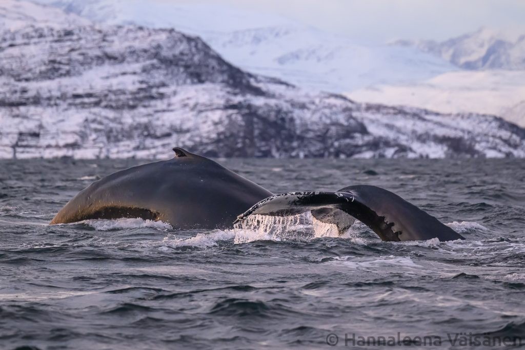 A humpback fluke seen from behind in Reisafjord, outside Skjervøy White tailed eagle flying by. A female orca/killer whale with a young calf breaching behind it. A male orca/killer whale with destincive dorsal fin A humpback breaching in the Kvænangen fjord with a fishing boat in the background A male orca/killer whale on the surface and a white tailed eagle flying very close to the blow Two orcas/killer whales spyhopping and another one breaching the surface behind them. Lots of sea gulls in the air around them. Two humpbacks swimming alongside our boat and about to dive into the Reisafjord area
