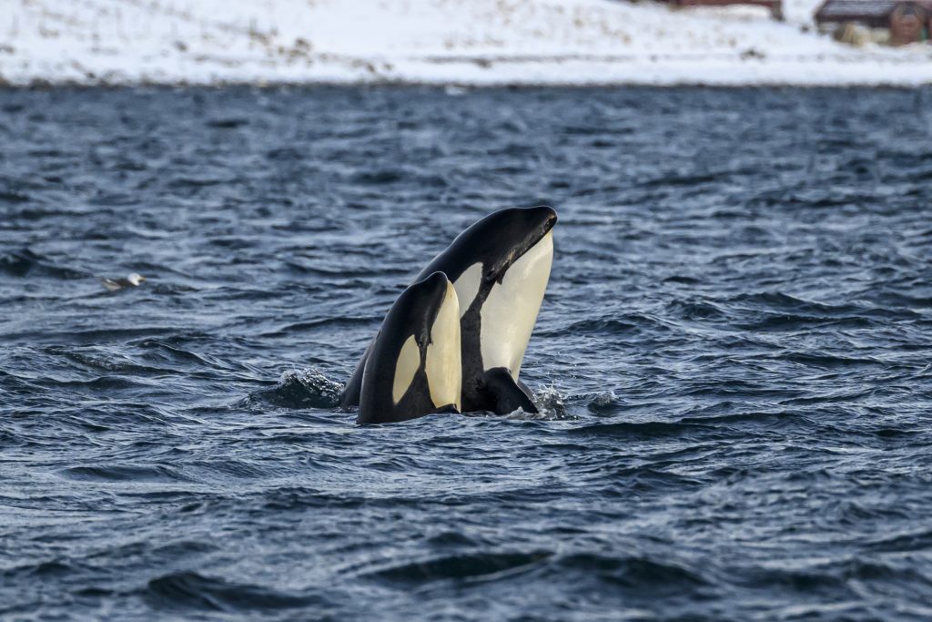 An adult orca/killer whale with a calf spyhopping.