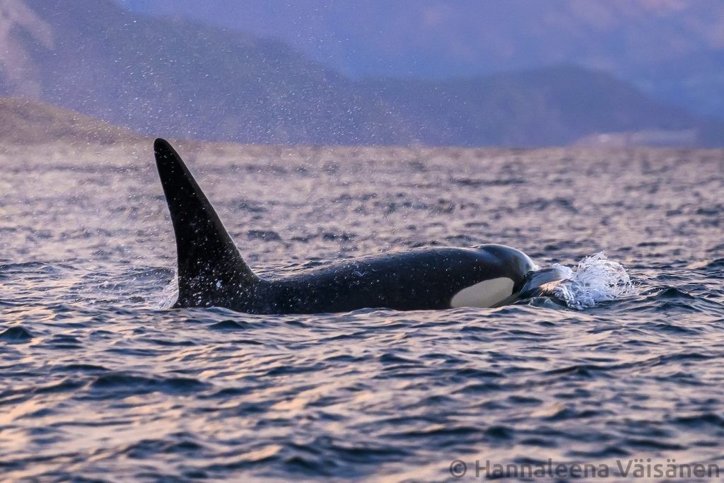 A low angle and close-up photo of a male orca/killer whale