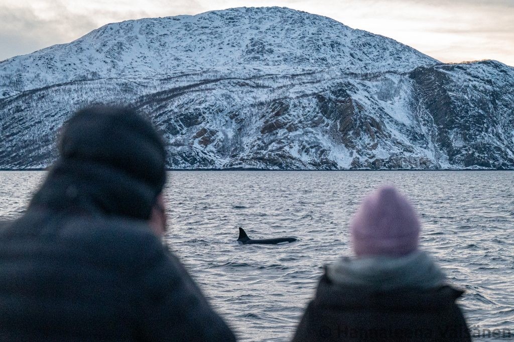 People on the front deck of our boat "Sylvkallen" observing a male orca/killer whale outside of Skjervøy
