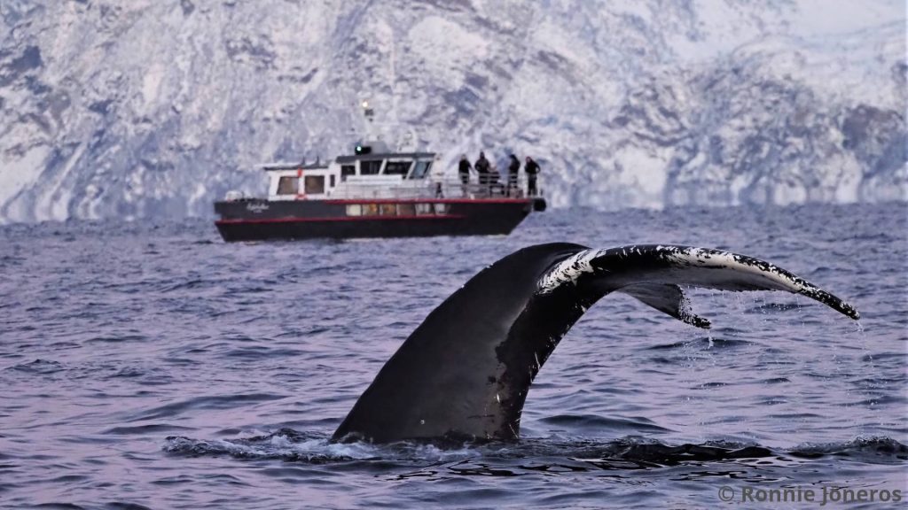 A humpback fluke with our boat "Sylvkallen" in the background