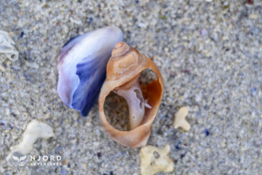 Coral and shells at the beach in Sommarøy