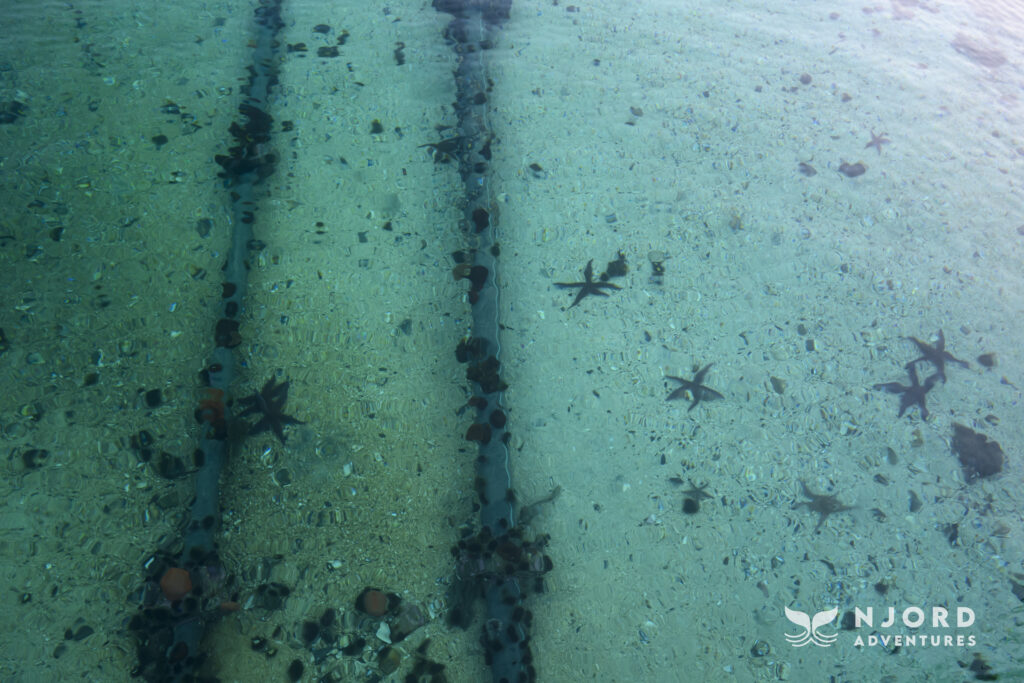 Starfish in the harbor in Sommarøy