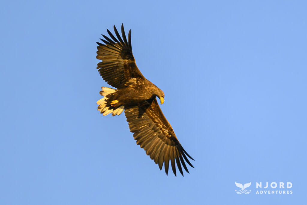 A White tailed eagle seen on the way to Sommarøy