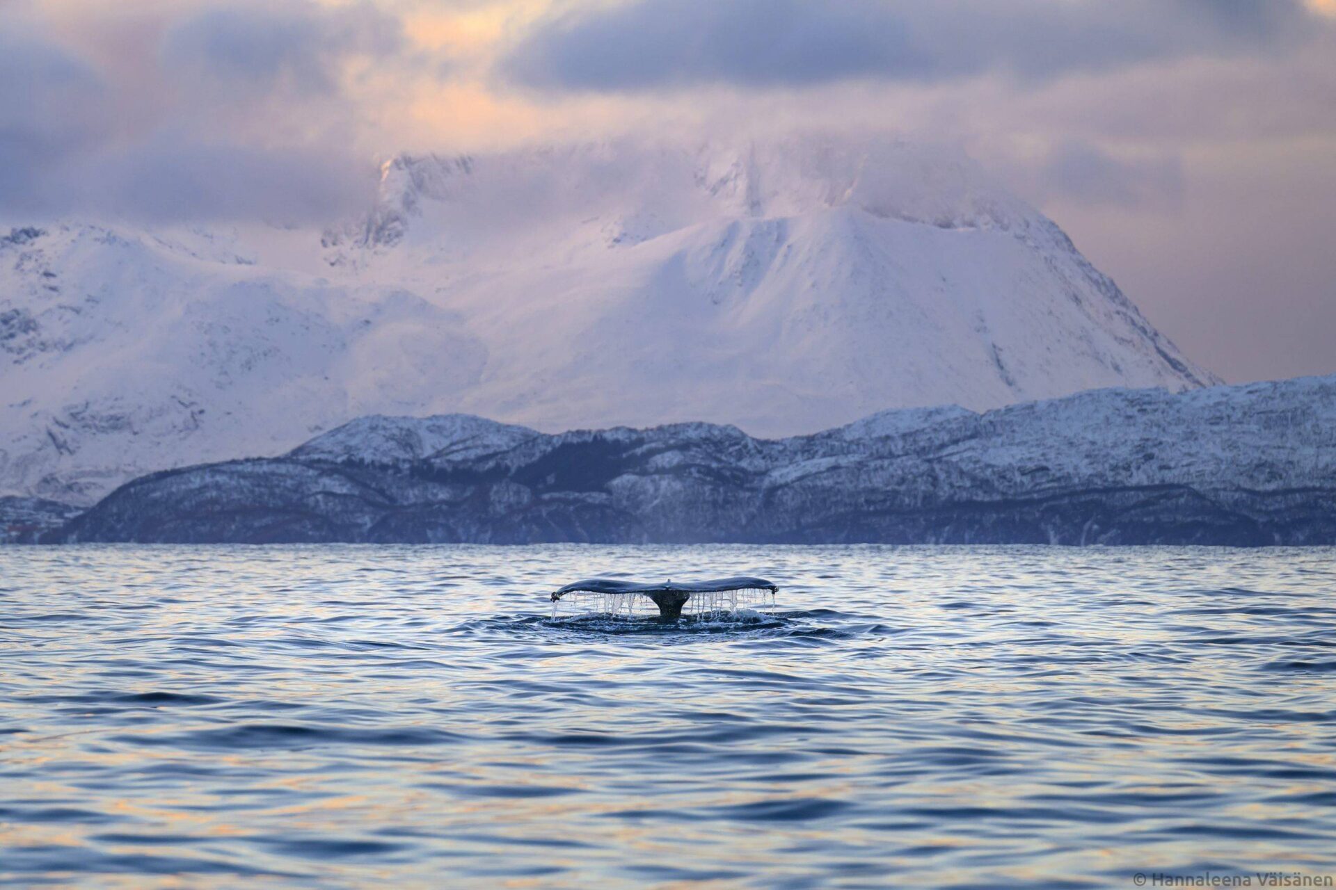 A humpback fluke seen from behind with a beautiful backdrop of mountains.